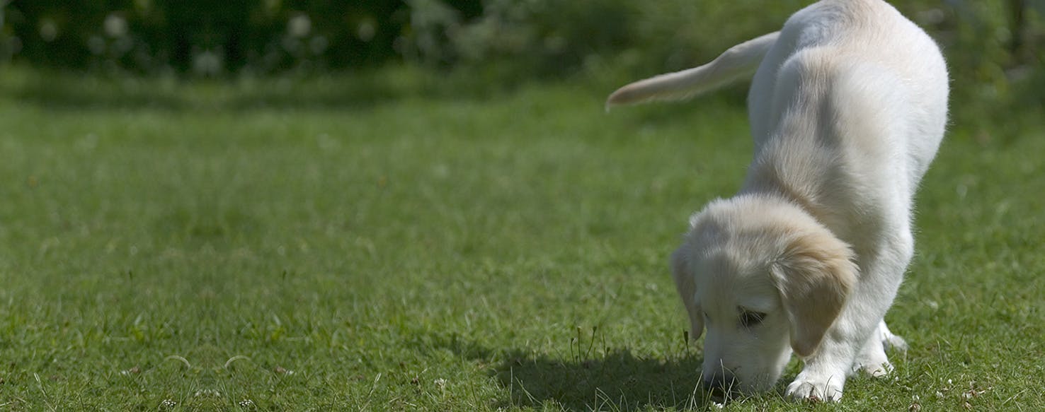 Can Dogs Smell Opioids?