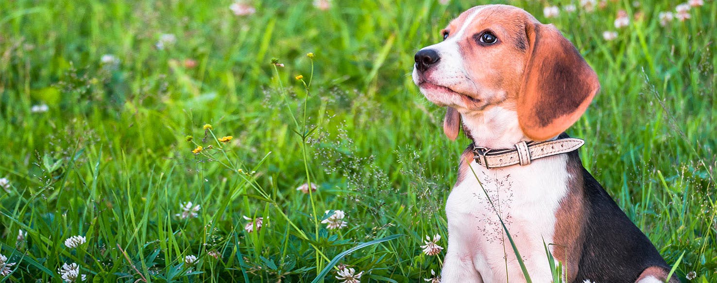 Can Dogs Live with Parvo?