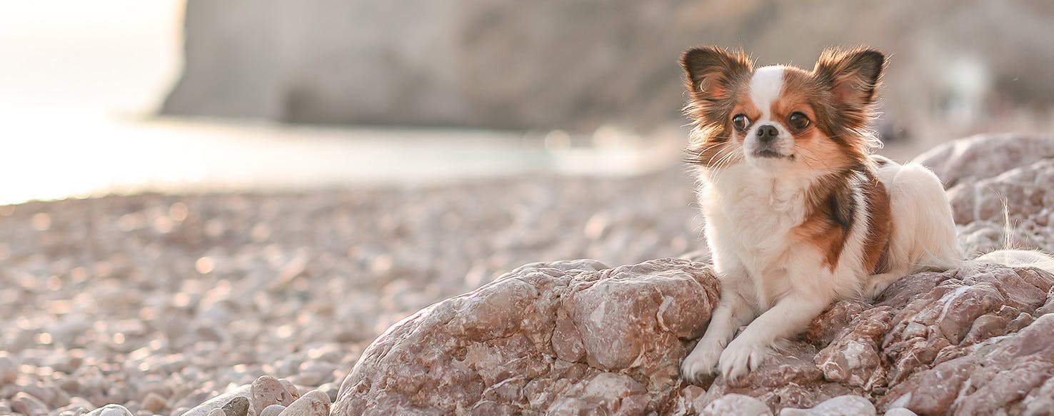 Can Dogs Live in Hot Weather?