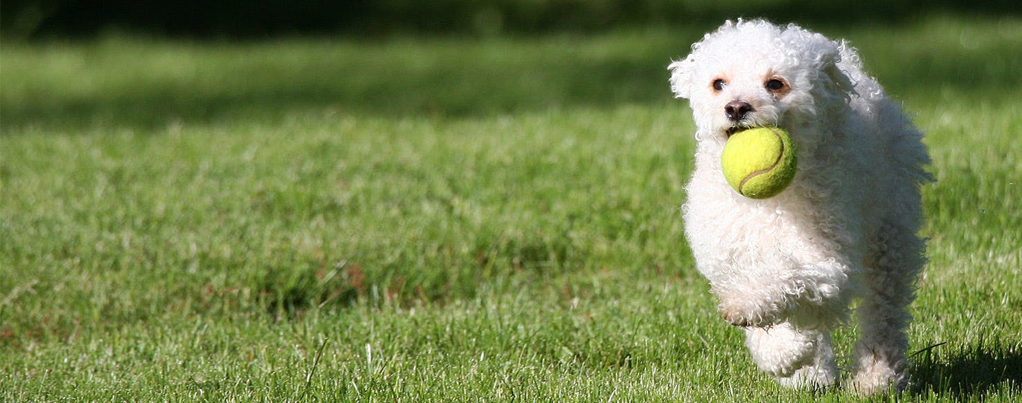 Dogs Playing Fetch