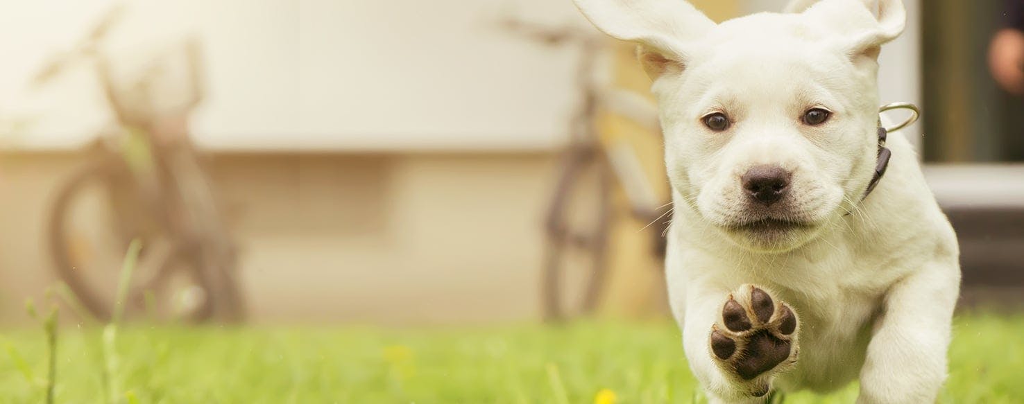 Can Dogs Feel Heat on Their Paws? - Wag!