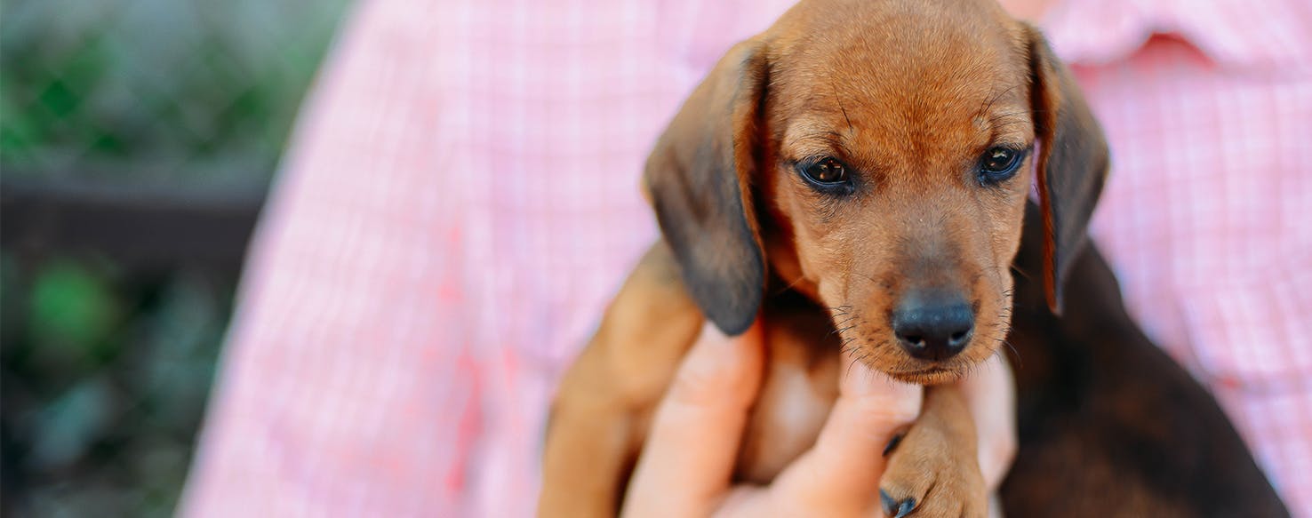 Can Dogs Smell Breast Cancer In Humans