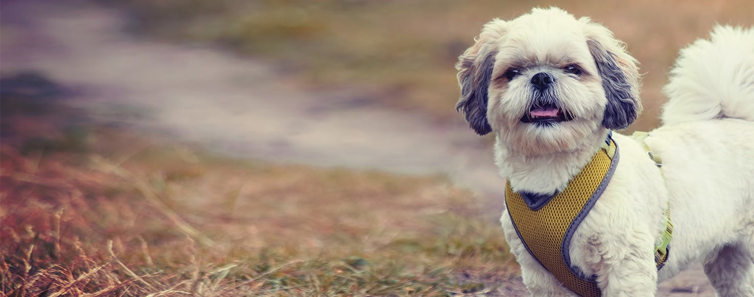 Can Dogs' Noses Run?