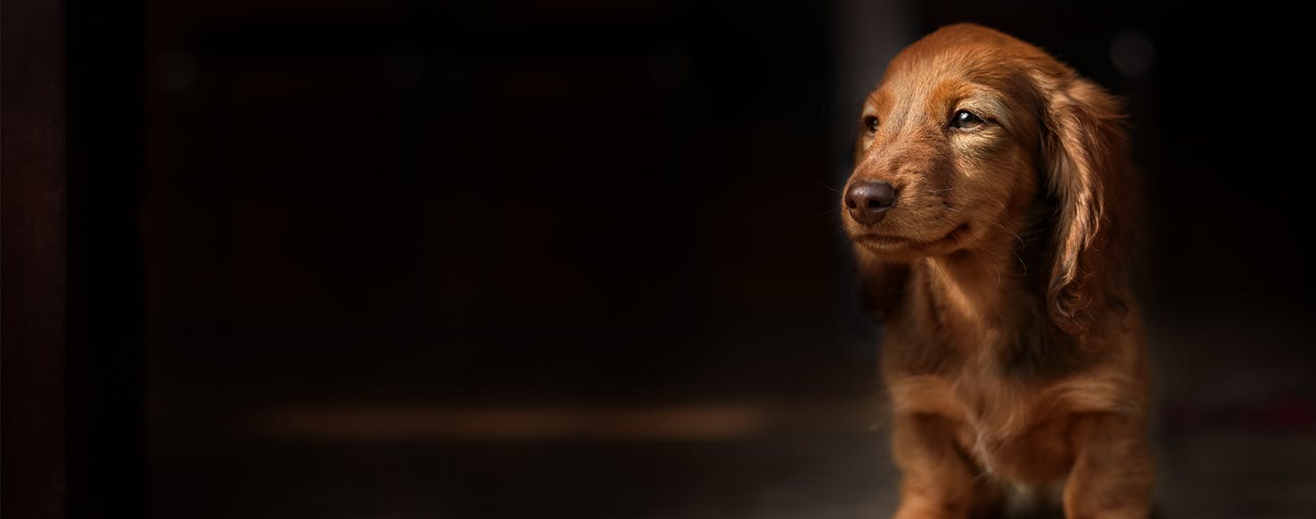 Can Dogs Feel Loneliness?