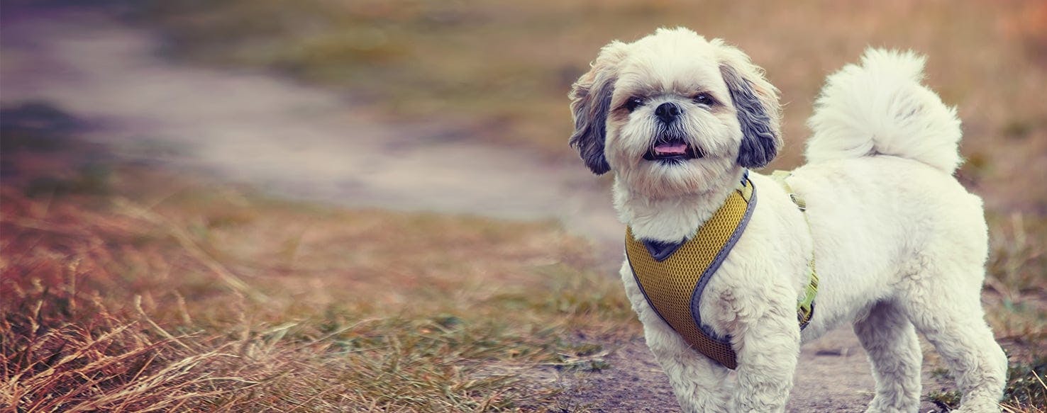 Do Dogs Feel The Cold Like Humans