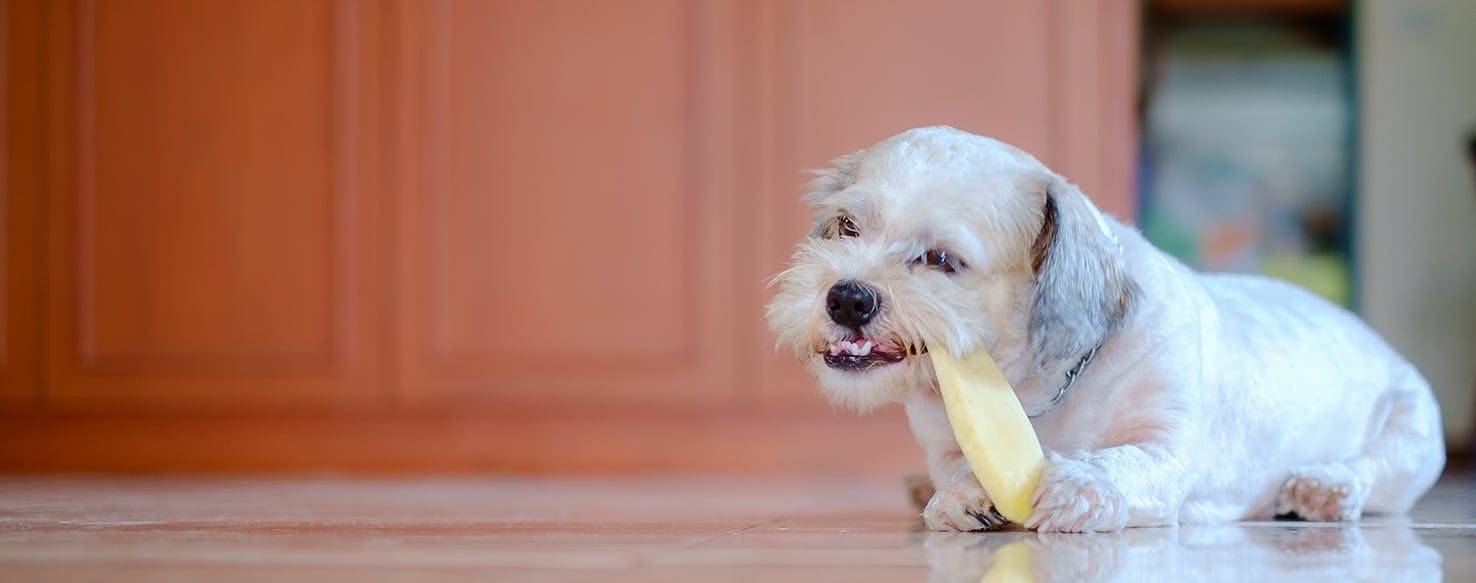 are dried mangoes good for dogs