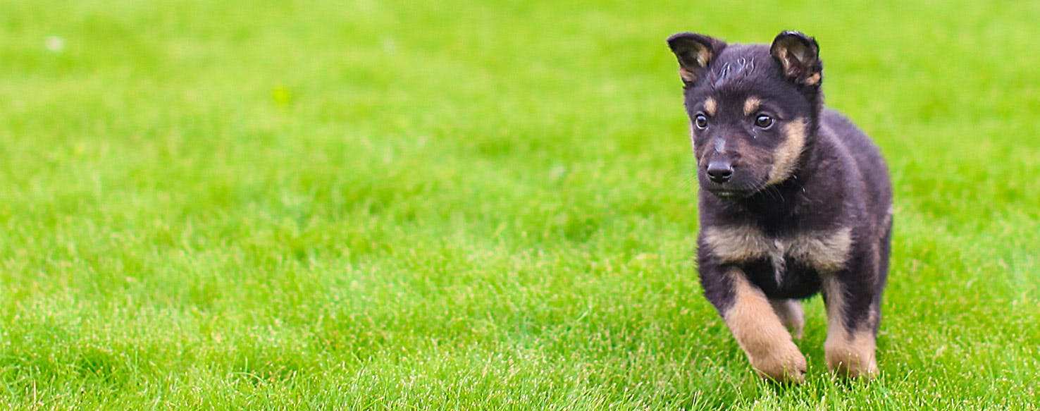 can dogs see long distance