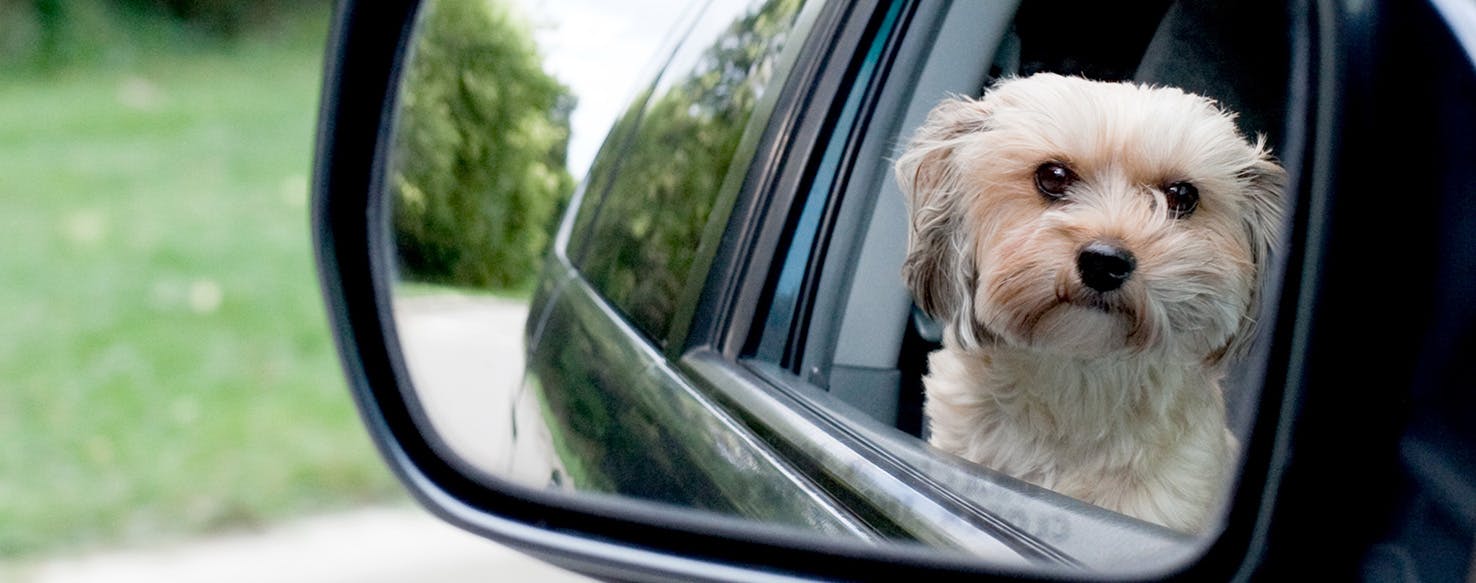 why do dogs stare at the mirror