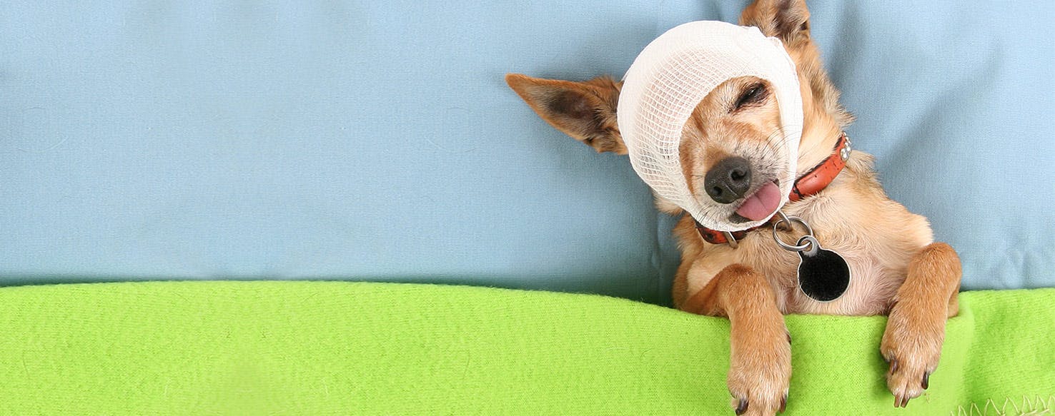 Can Dogs Feel Pain?