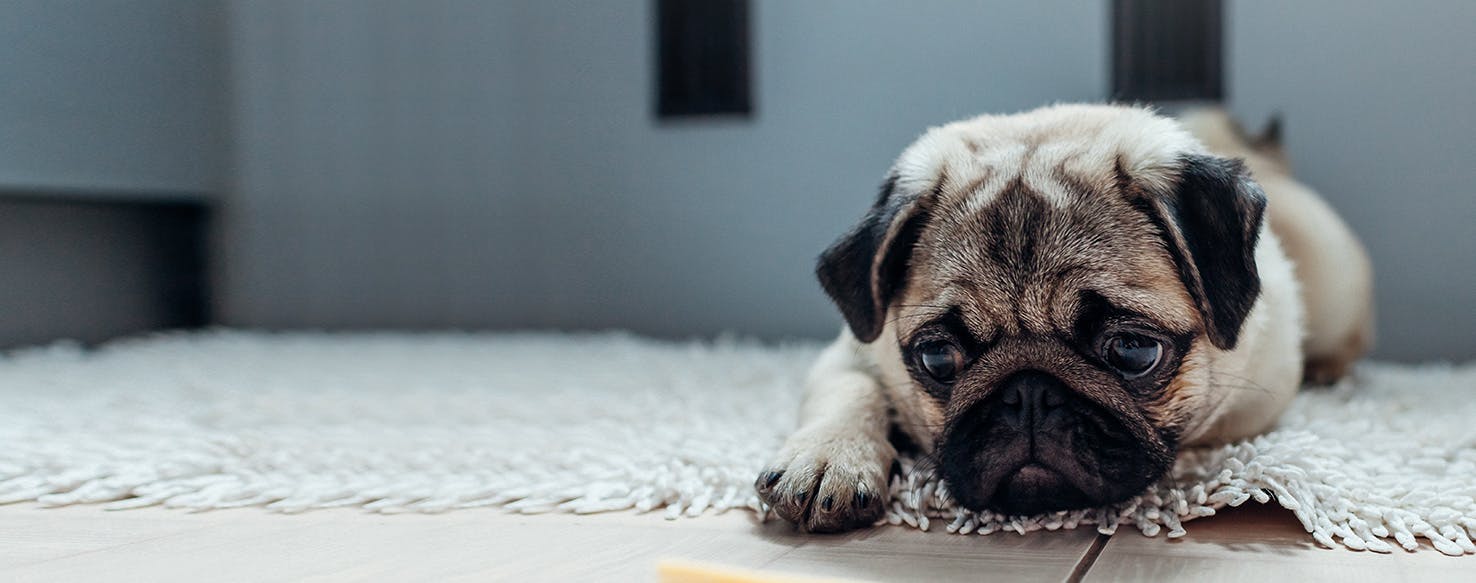 Can Dogs Taste Cheesy Food?