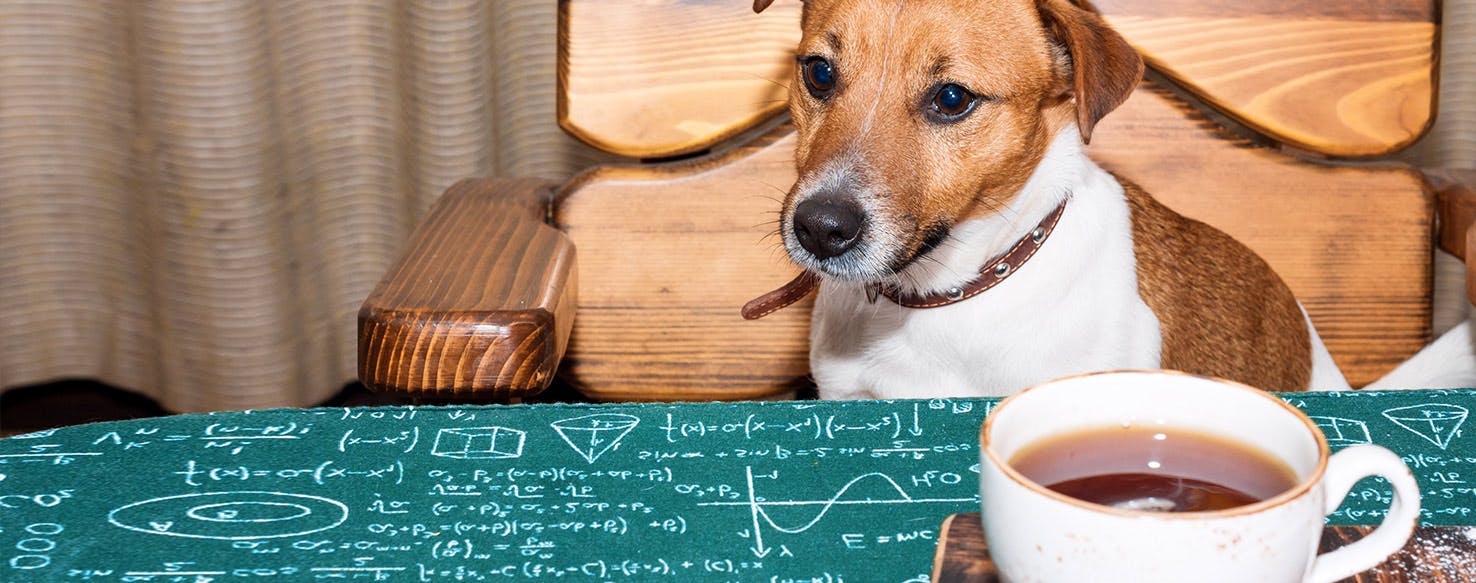Can Dogs Taste Tea?