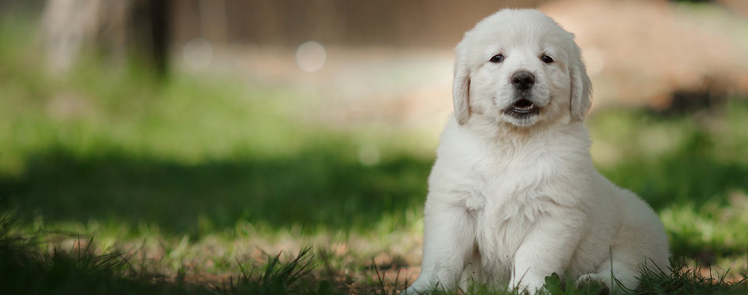 Can Dogs Live with Ponies?