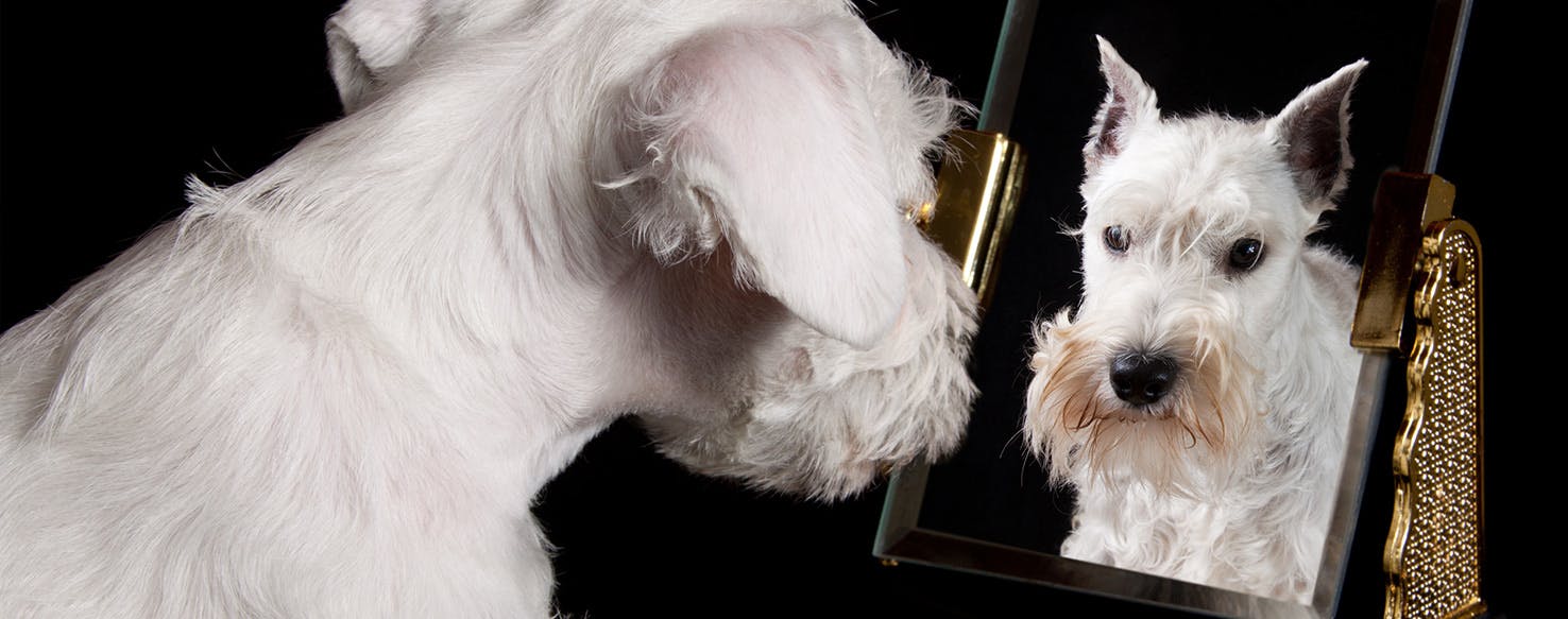 Can Dogs Understand a Mirror? - Wag!