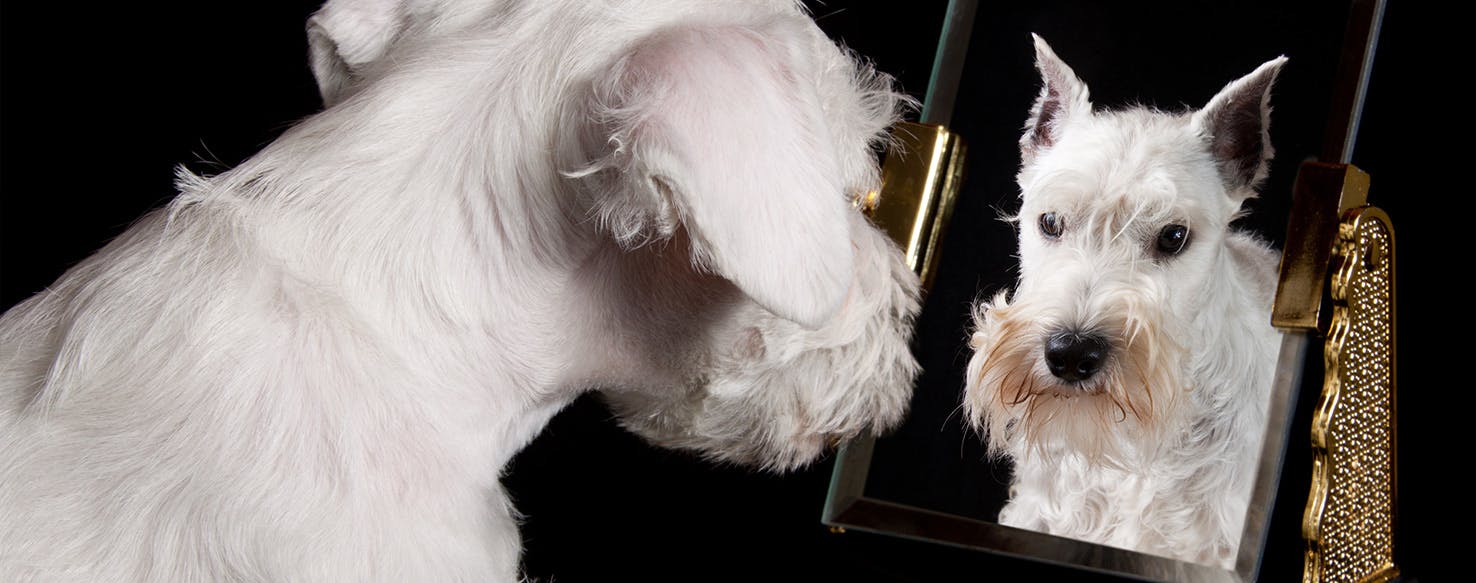 what do dogs think when they see themselves in the mirror