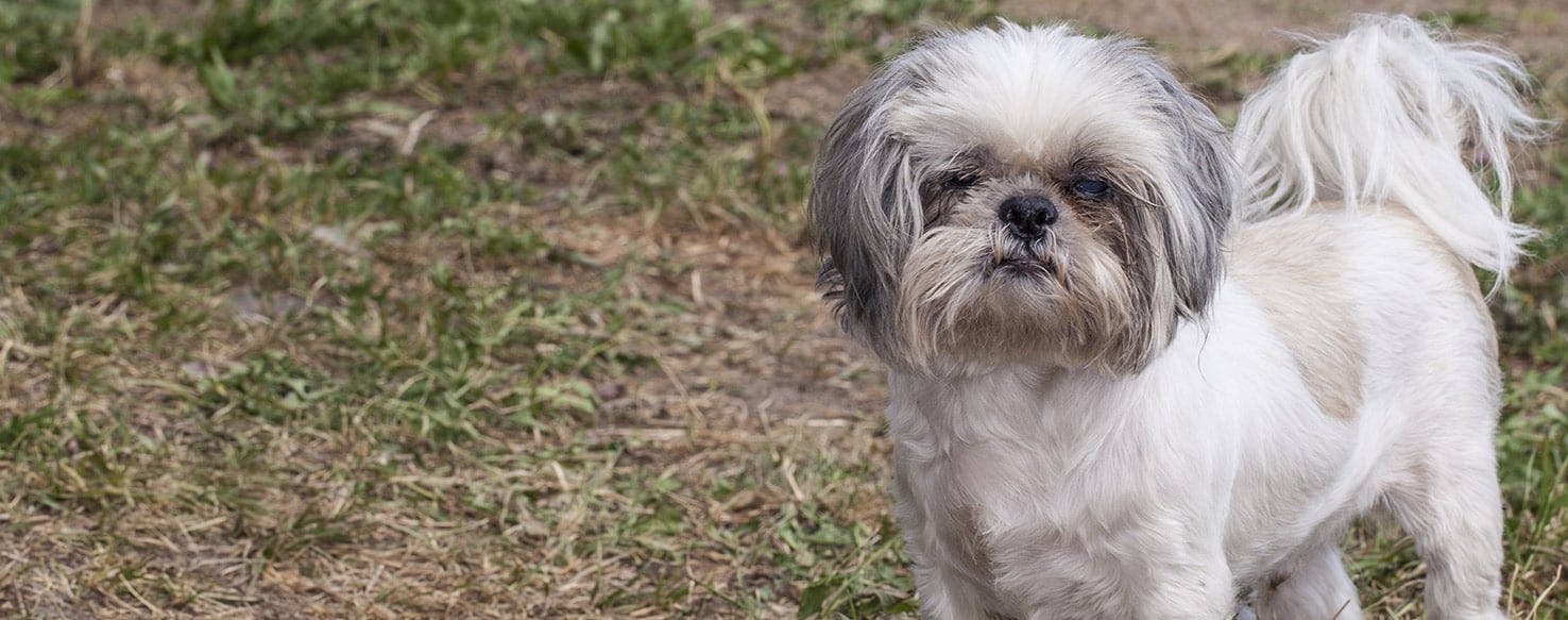 Can Your Dog Hear Fire Alarms?