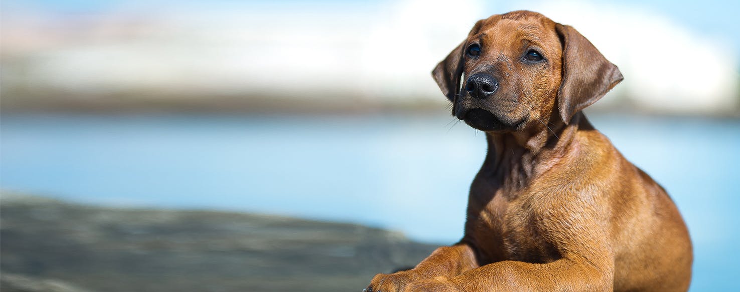 can loud music hurt dogs ears