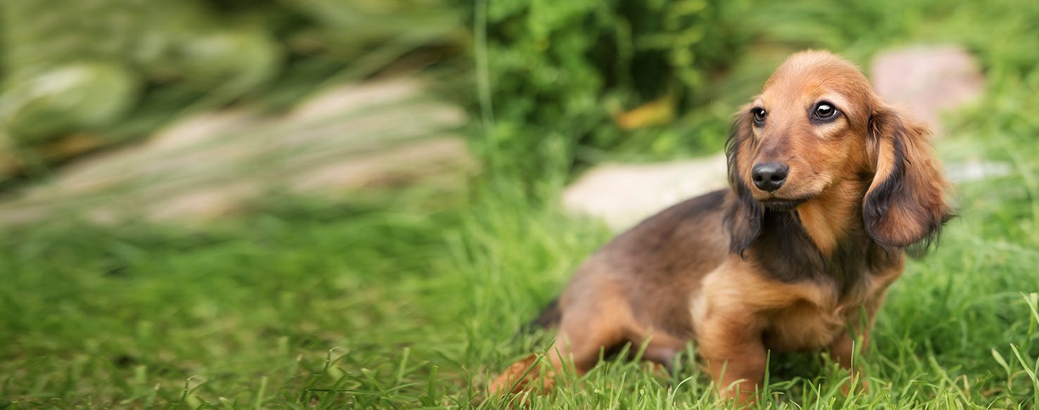 Can Dogs Feel Emotion?