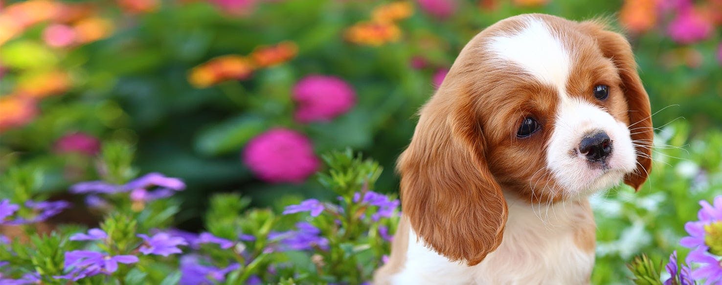 Essential oil clearance for dog odor