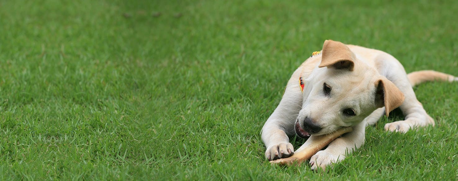 can dogs digest deer bones