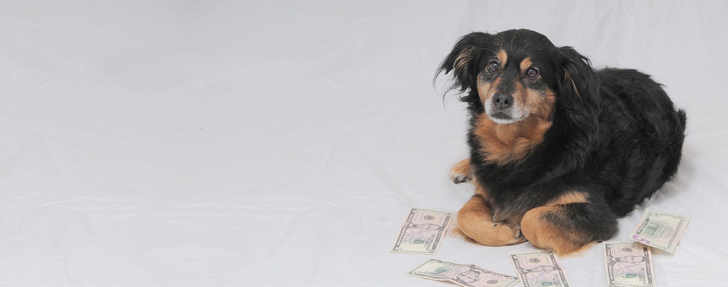 Can Dogs Smell Cash?