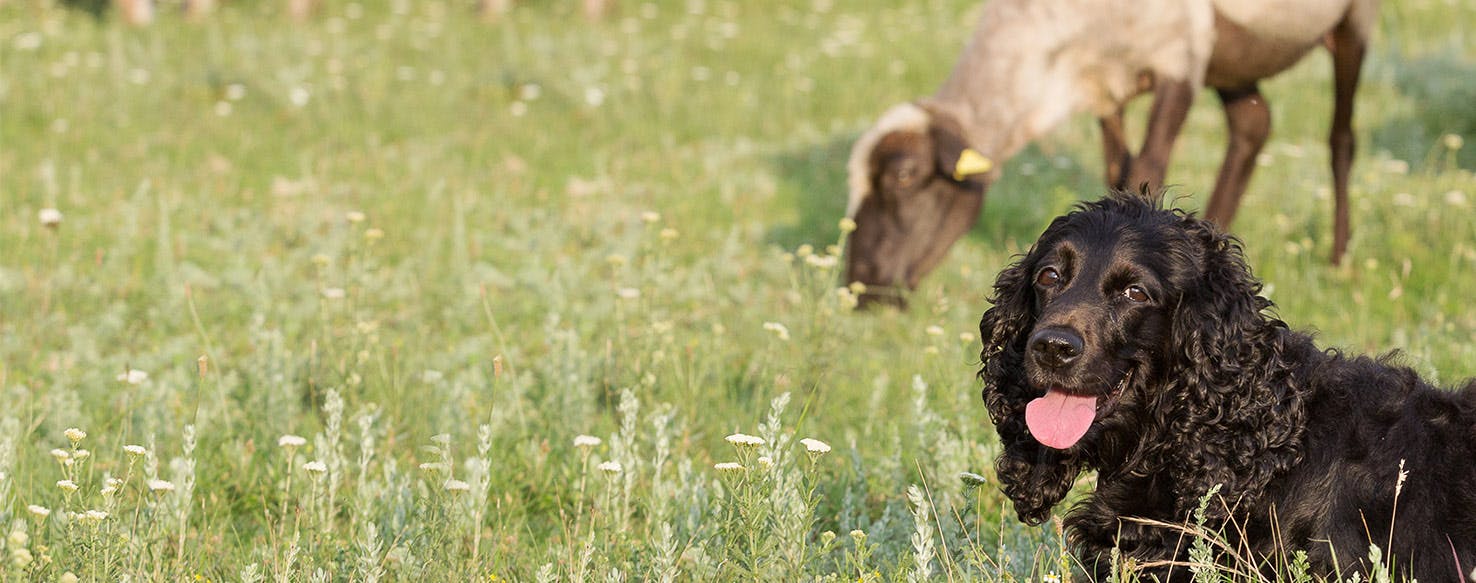 Can Dogs Live with Sheep?