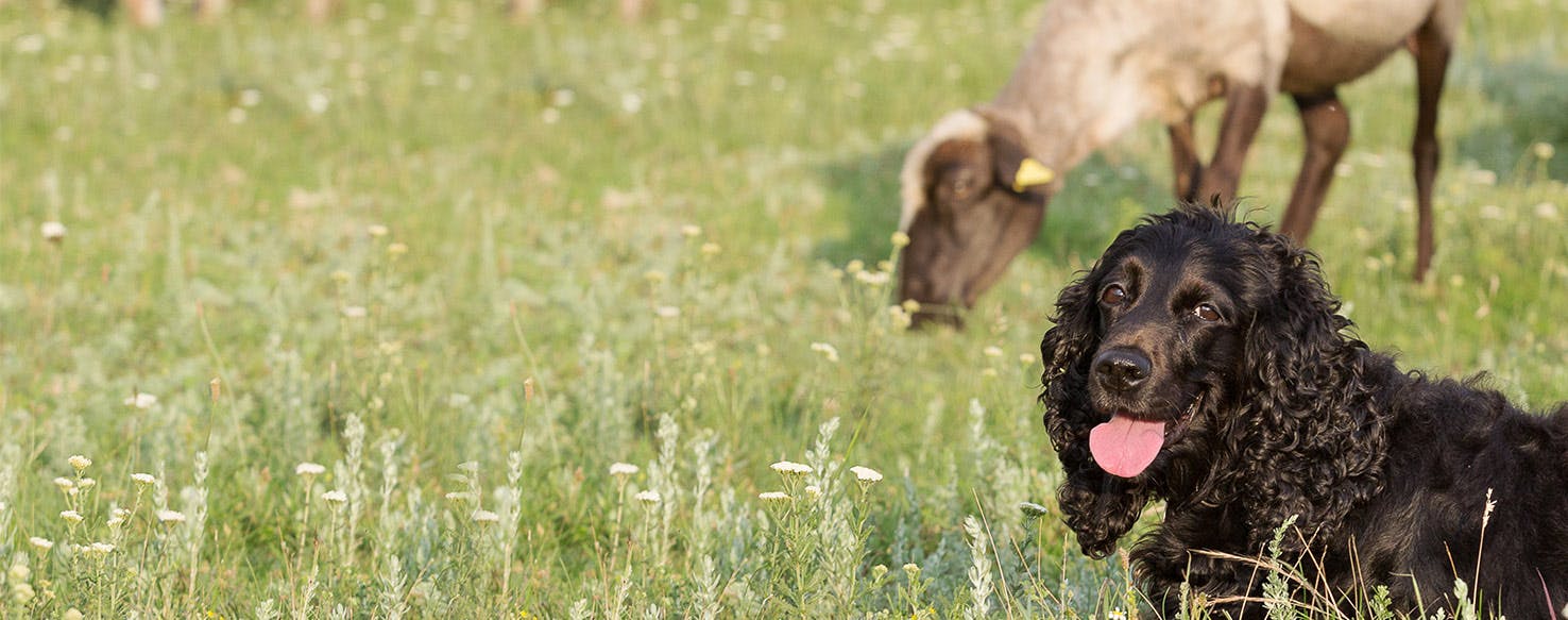 do sheep get along with dogs