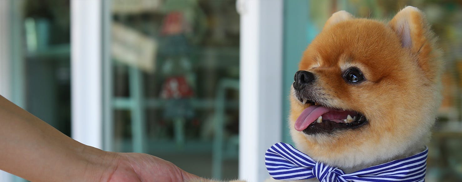 Dogs tilt their heads when they are 'confused,' study finds