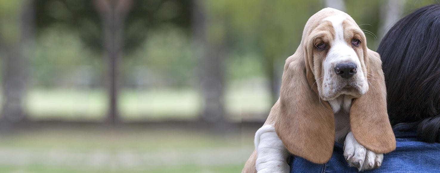 can therapy dogs sense sadness