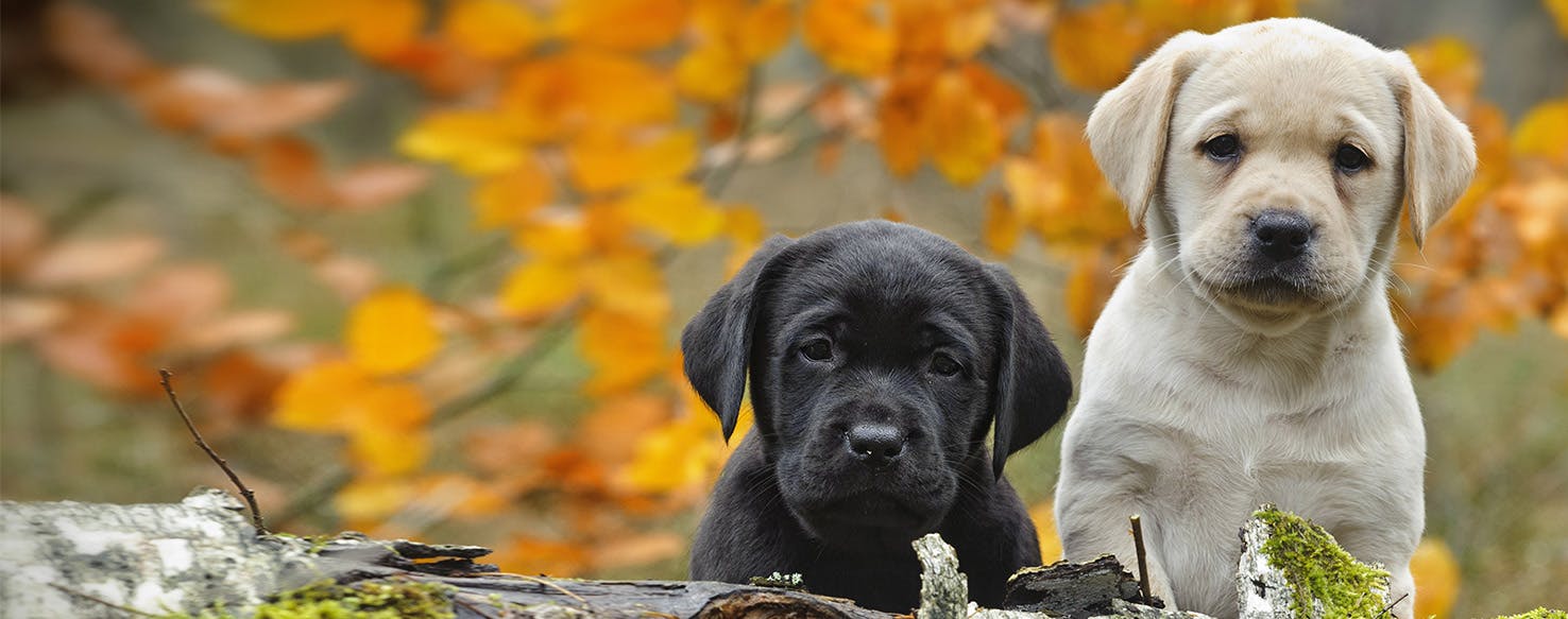 how good can a dog hear