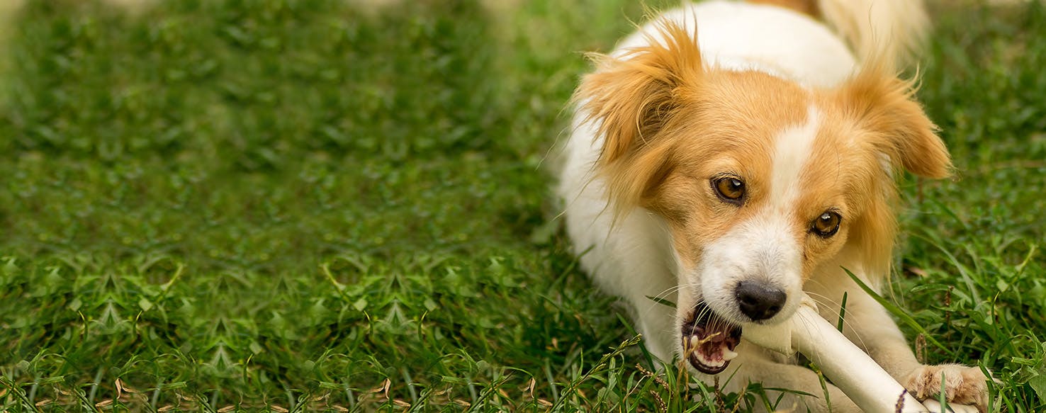 Can Dogs Taste Bone Broth?