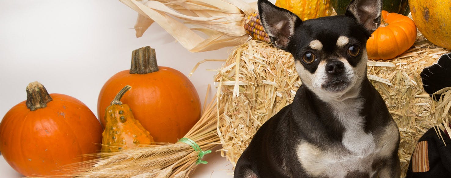 Can Dogs Taste Butternut Squash?