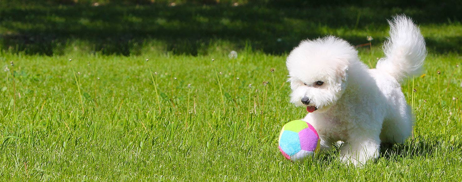 do tennis balls ruin dogs teeth