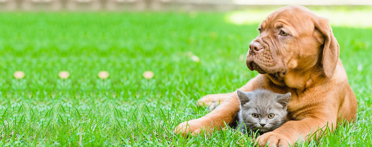 Can Dogs Smell Better Than Cats?