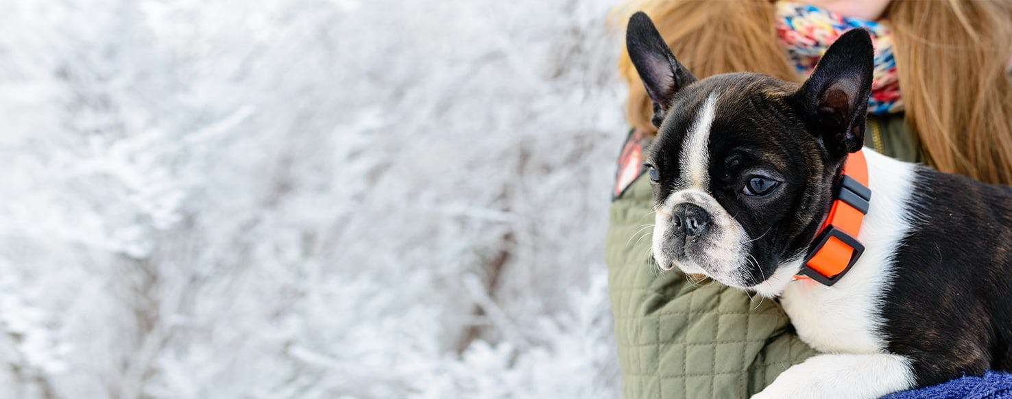 Can Dogs Hear Lower Frequencies Than Humans?