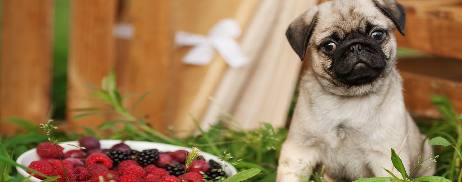 are fresh blueberries bad for dogs