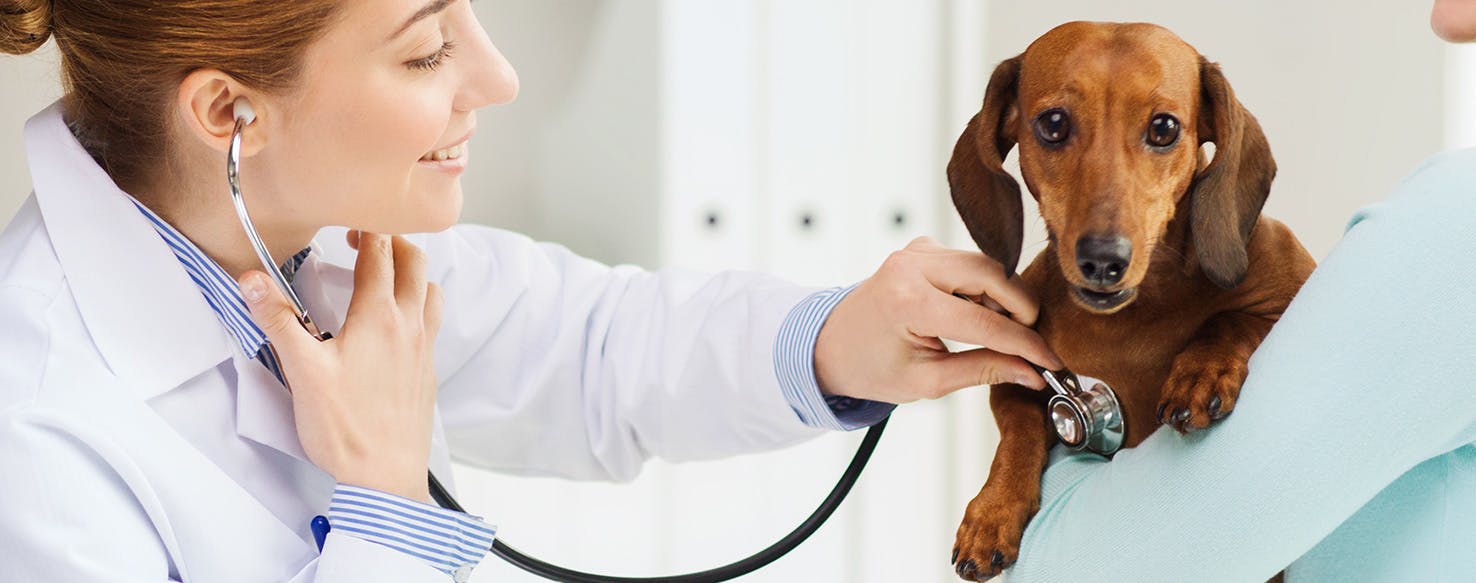 Can Dogs Live with Lyme Disease?