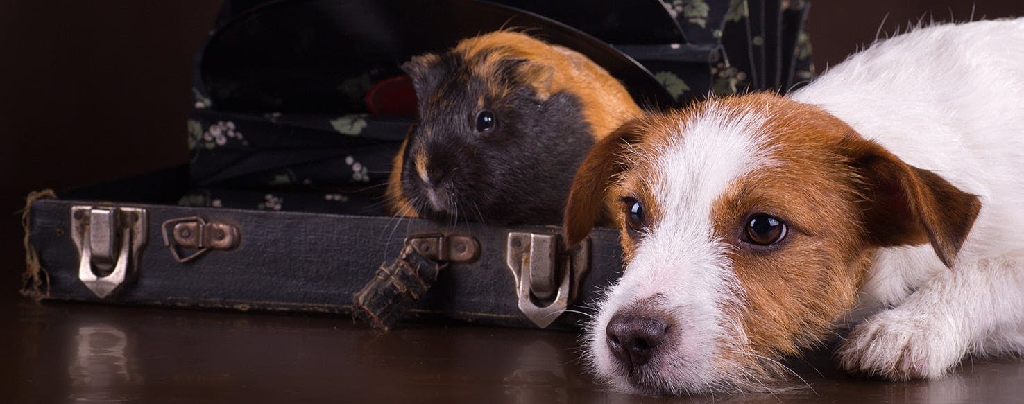 do guinea pigs get along with dogs