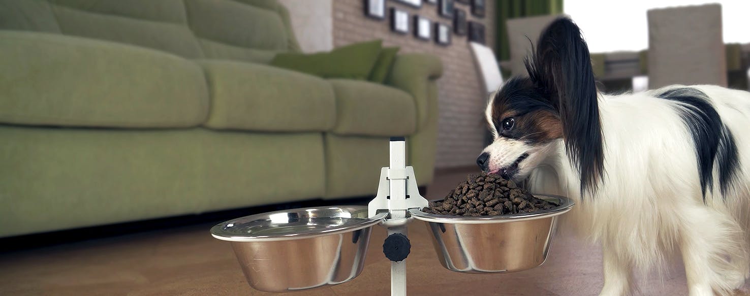 Can Dogs Live on Just Dry Food?