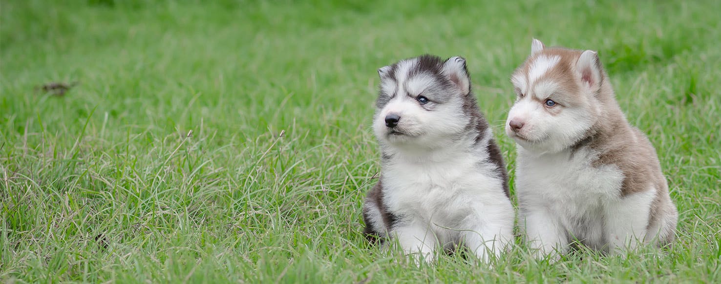 how can you tell if puppies are twins