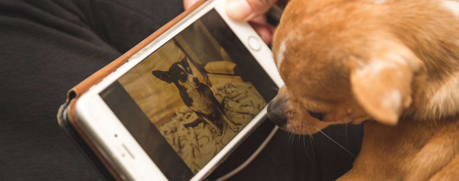 Can Dogs See Pictures on a Phone?