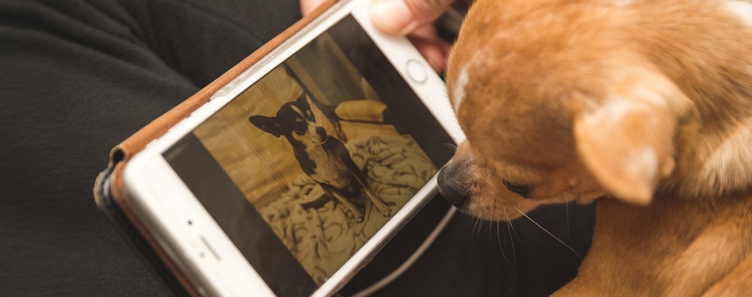 can cats and dogs see phone screens