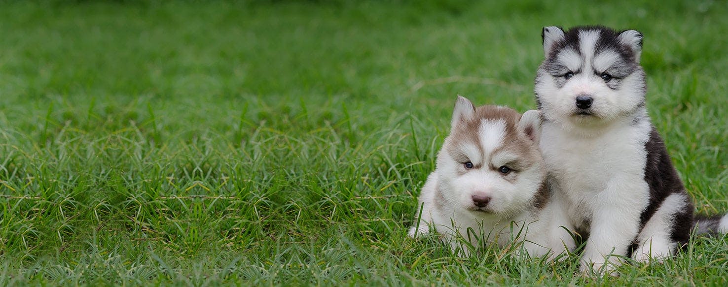 how well do dogs remember