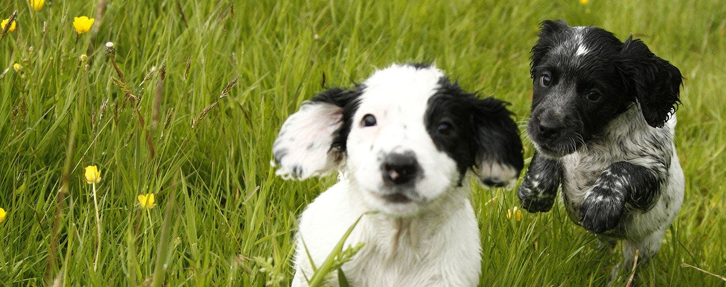 Can Dogs See a Laser Pointer?