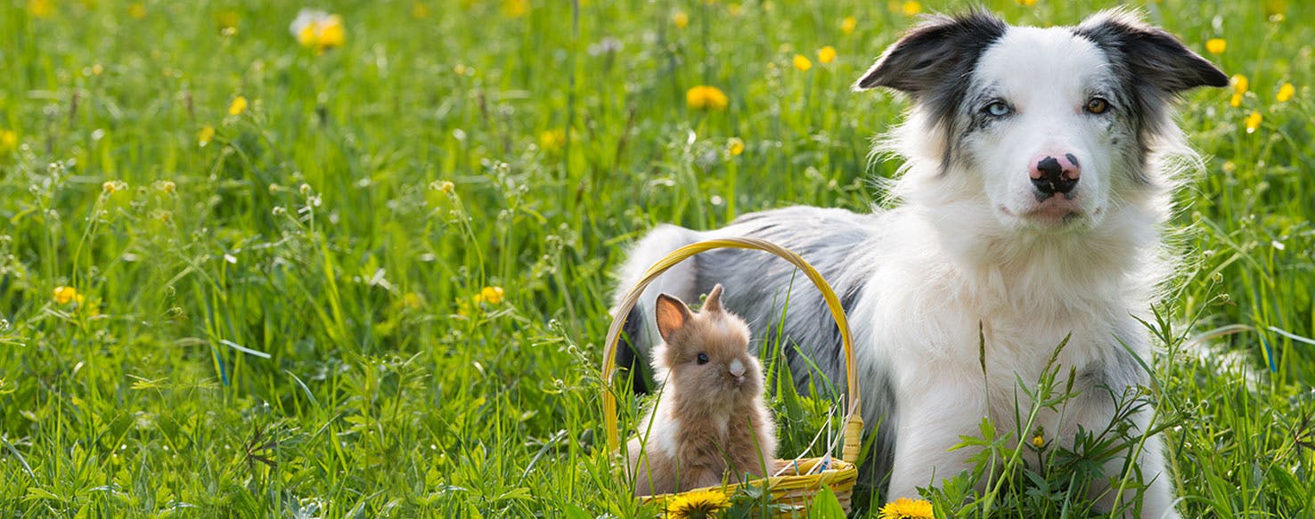 Can Dogs Live with Rabbits?