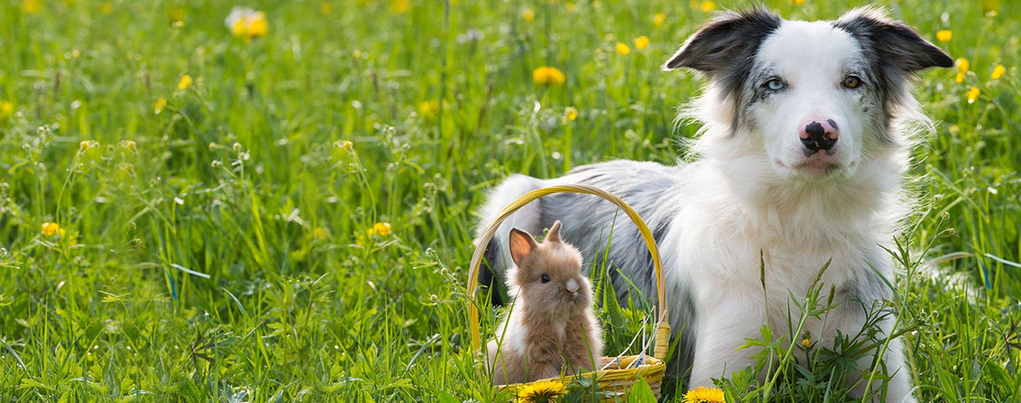 can rabbits play with dogs