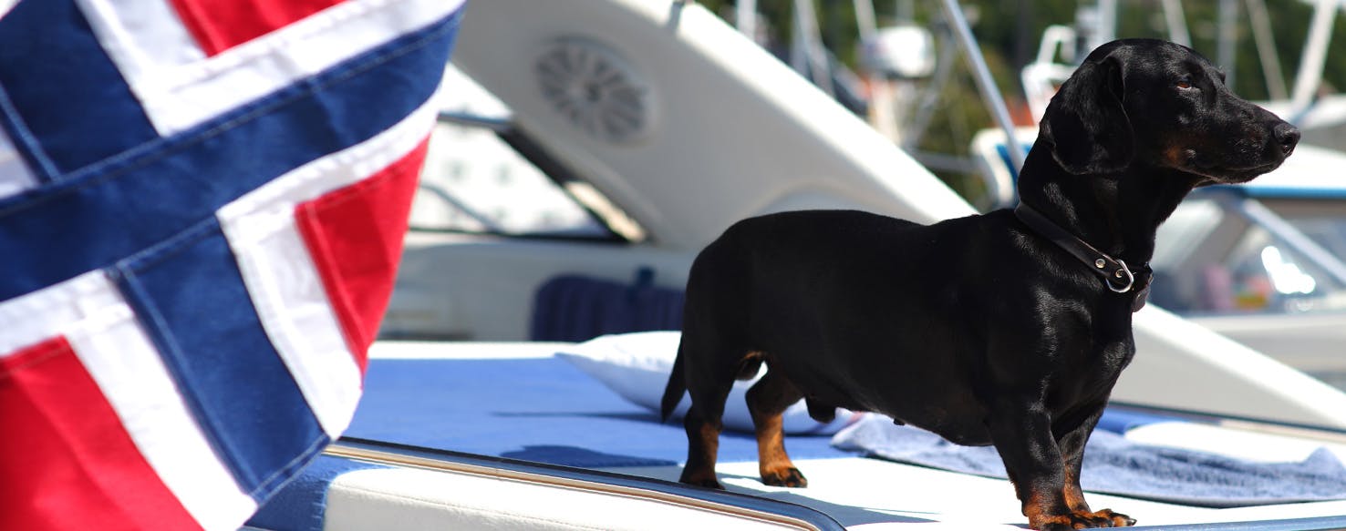 Can Dogs Live on Sailboats?