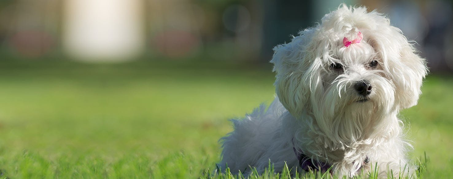 When are dogs able to sales get pregnant