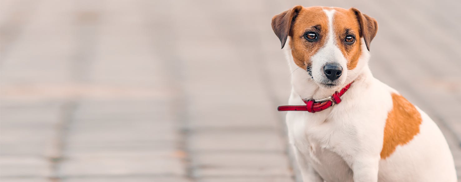 Can Dogs Feels Barometric Pressure?