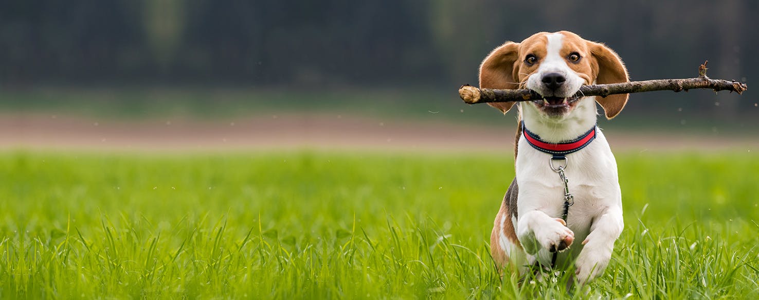 Can Dogs Chew on Sticks?