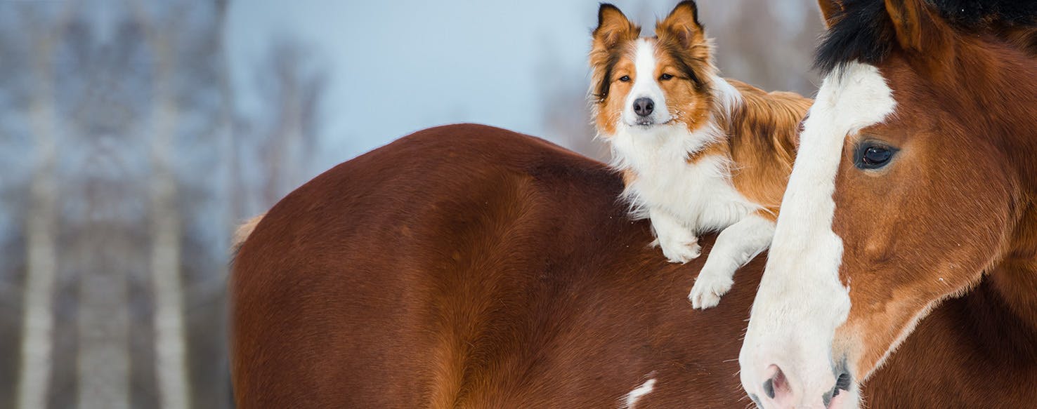 Can Dogs Live with Horses?